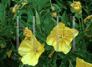 Picture of Oenothera macrocarpa 'Silver Wings'