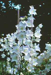 Picture of Campanula persicifolia 'Chettle Charm'