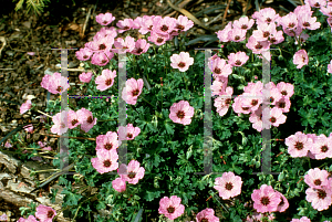 Picture of Geranium cinereum 'Ballerina'