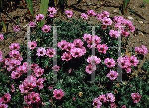 Picture of Geranium cinereum 'Lawrence Flatman'