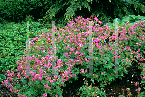 Picture of Geranium macrorrhizum 'Bevan's Variety'