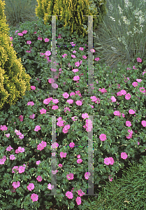 Picture of Geranium sanguineum 'Alan Bloom'