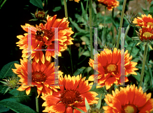 Picture of Gaillardia  'Mandarin'