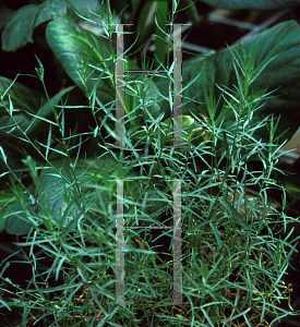 Picture of Oenothera lindheimeri 'Franz Valley'