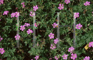 Picture of Geranium x oxonianum 'Claridge Druce'