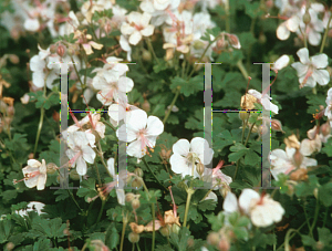 Picture of Geranium x cantabrigiense 'Biokovo'