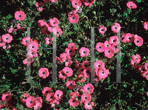 Picture of Geranium cinereum var. subcaulescens 'Giuseppii'