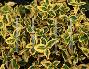 Picture of Euonymus fortunei 'Green & Gold'