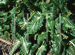 Picture of Eryngium variifolium 