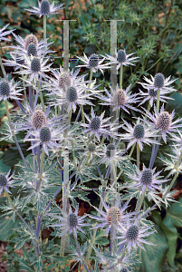 Picture of Eryngium x 'Sapphire Blue'