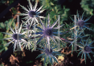 Picture of Eryngium x 'Sapphire Blue'