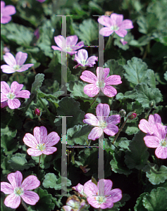 Picture of Erodium reichardii 'Stork Bill Pink'