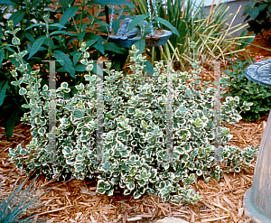 Picture of Euonymus fortunei 'Emerald Gaiety'