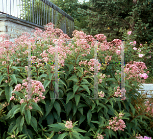 Picture of Eupatorium purpureum 