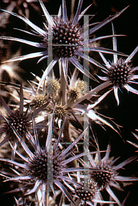 Picture of Eryngium planum 'Blaukappe'