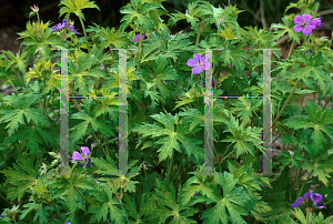 Picture of Geranium  'Blue Sunrise'