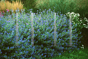 Picture of Caryopteris x clandonensis 'Heavenly Blue'