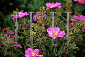 Picture of Cistus  'Santa Cruz'