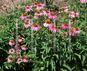 Picture of Echinacea purpurea 'Kim's Knee High'