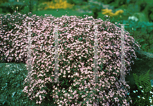 Picture of Saponaria ocymoides 