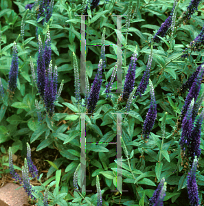 Picture of Veronica alpina 'Goodness Grows'