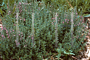 Picture of Teucrium chamaedrys 