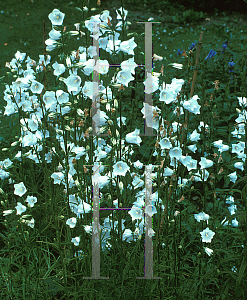 Picture of Campanula persicifolia 'Alba'