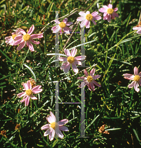 Picture of Coreopsis rosea 'American Dream'