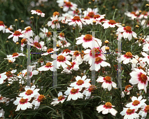 Picture of Coreopsis rosea 'Sweet Dreams'