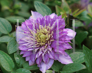 Picture of Clematis  'Multi Blue'