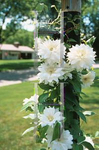 Picture of Clematis (z)(Florida Group) 'Duchess of Edinburgh'