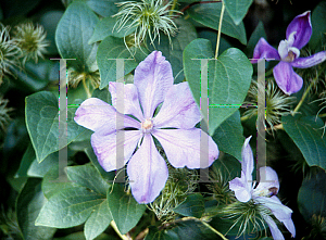 Picture of Clematis (z)(Jackmanii Group) 'Mrs. Cholmondeley'