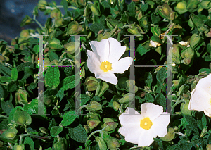 Picture of Cistus salviifolius 'Prostratus'