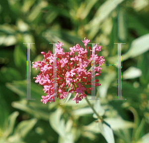 Picture of Centranthus ruber 