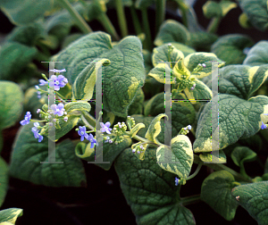 Picture of Brunnera macrophylla 'Hadspen Cream'