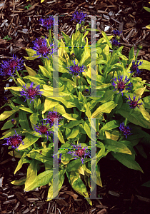 Picture of Centaurea montana 'Gold Bullion'