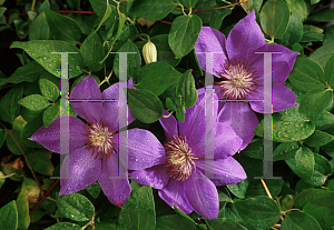 Picture of Clematis x jackmanii 'Purpurea Superba'