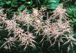 Picture of Astilbe simplicifolia 'Sprite'