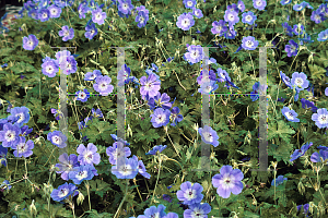 Picture of Geranium  'Rozanne'