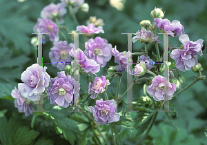 Picture of Geranium pratense 'Summer Skies'