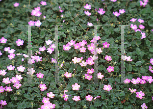 Picture of Erodium reichardii 'Roseum'