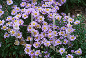 Picture of Erigeron speciosus 'Prosperity'