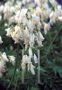 Picture of Dicentra eximia 'Snowflakes'