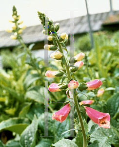 Picture of Digitalis x mertonensis 