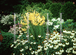 Picture of Echinacea purpurea 'White Swan'