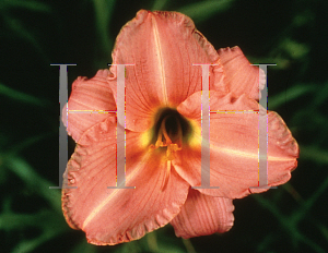 Picture of Hemerocallis  'Lady Rose'