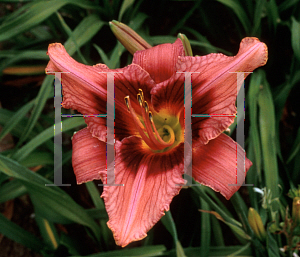 Picture of Hemerocallis  'Lady Jackie'