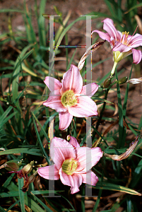 Picture of Hemerocallis  'Little Wart'