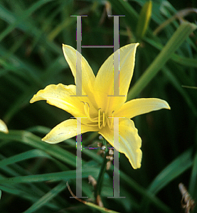 Picture of Hemerocallis  'Hyperion'