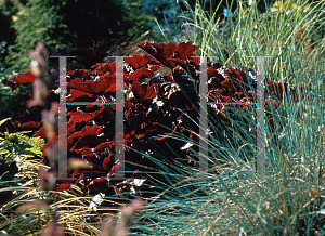 Picture of Heuchera micrantha 'Bressingham Bronze'